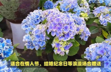 绣球花的花语,爱情、纯洁与幸福的象征之旅”