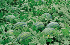 娱乐吃瓜场地图片高清,一场视觉盛宴的幕后揭秘