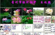 爱莲说ppt,莲花意象与人生哲理的深刻阐释
