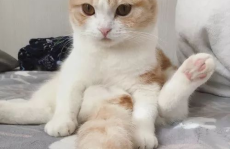 搞笑的猫咪图片,猫咪表情包大集合